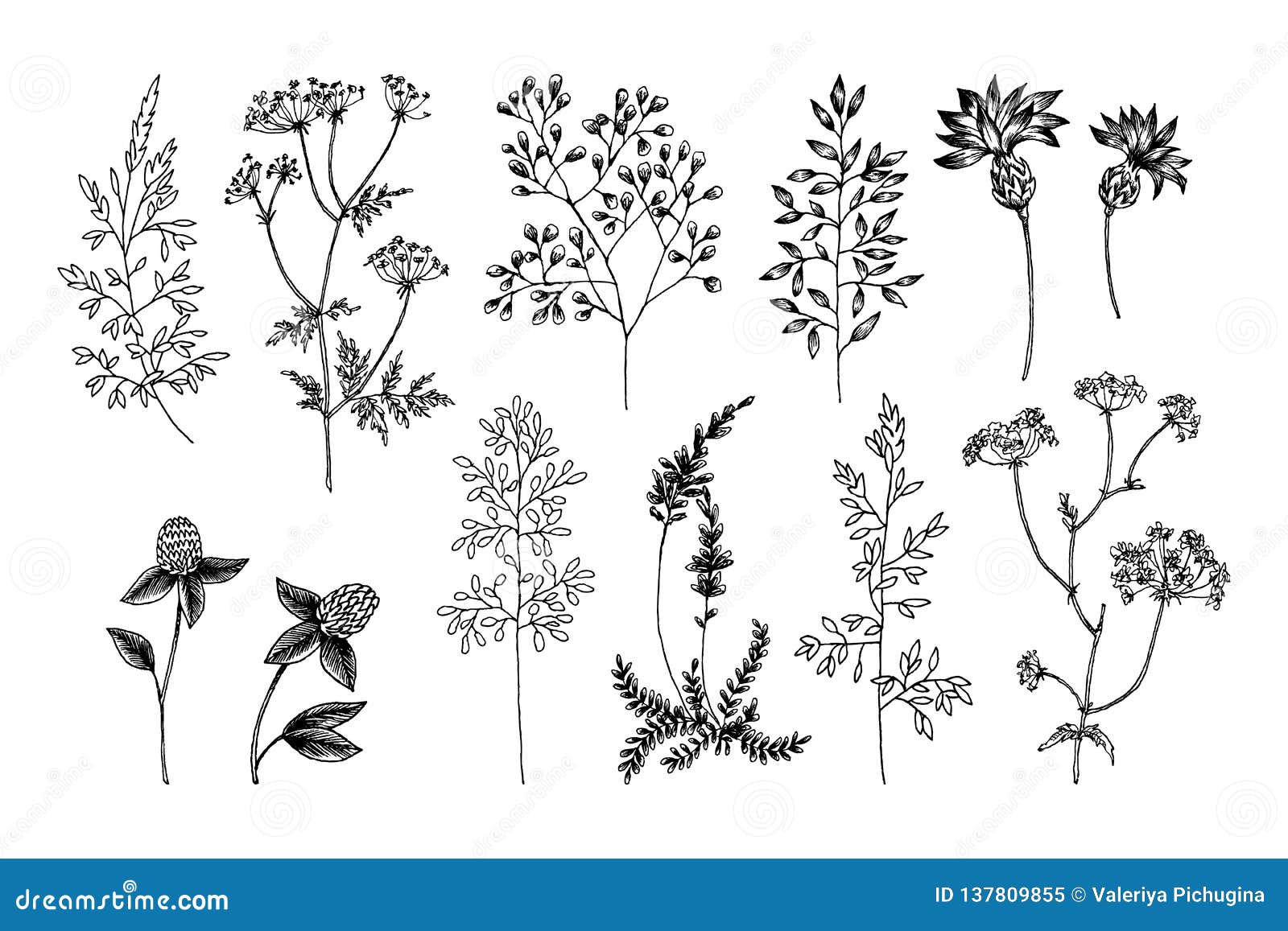 Wild and Herbs Plants Set. Outline, Silhouette and Sketch Botanical ...