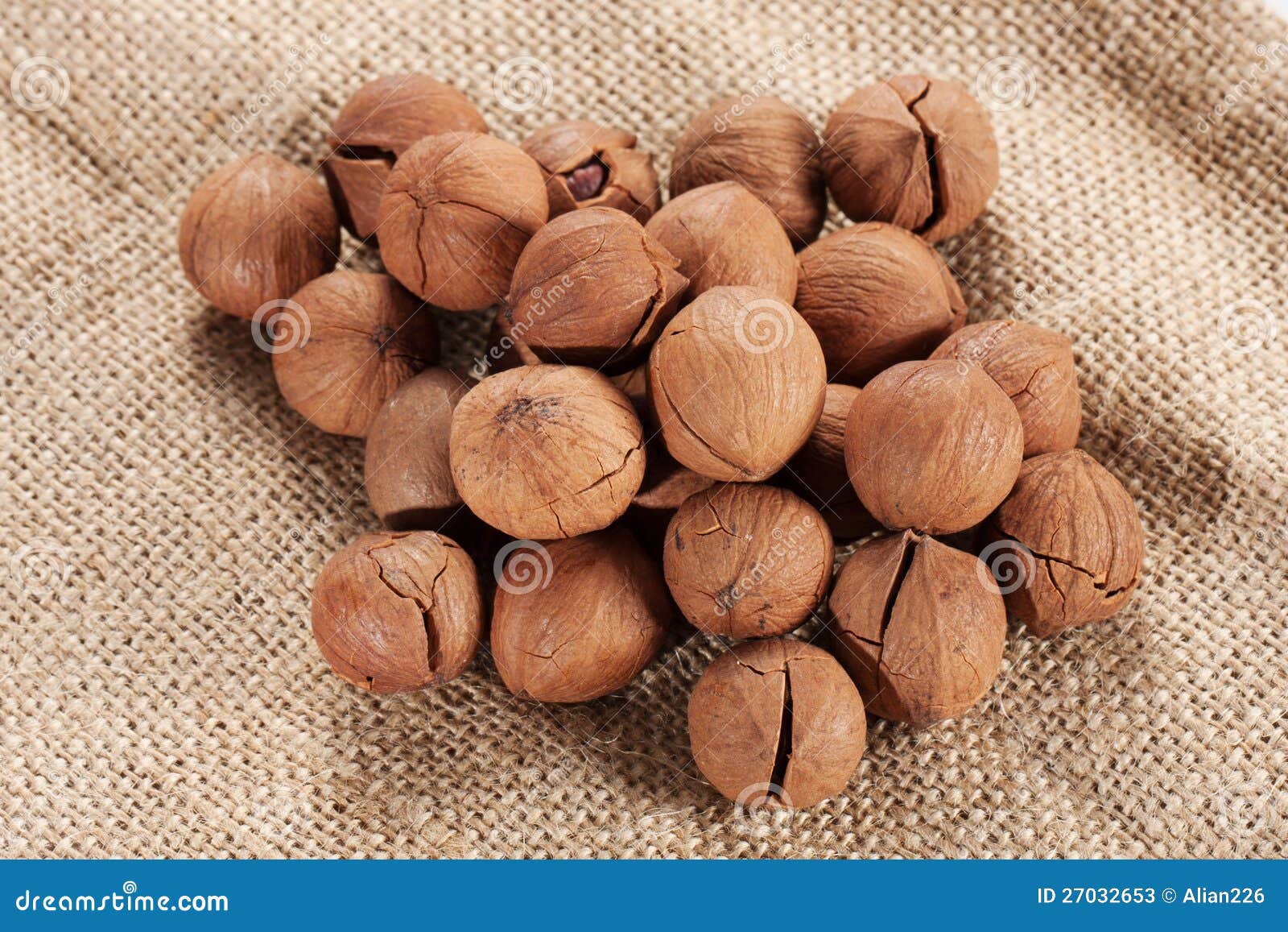 Wild hickory nuts stock image. Image of nature, nourishing 27032653