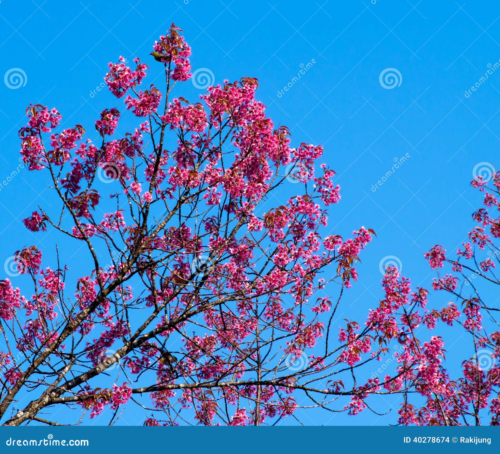 Wild Himalayan Cherry Flower Stock Photo Image of winter, cerasoides