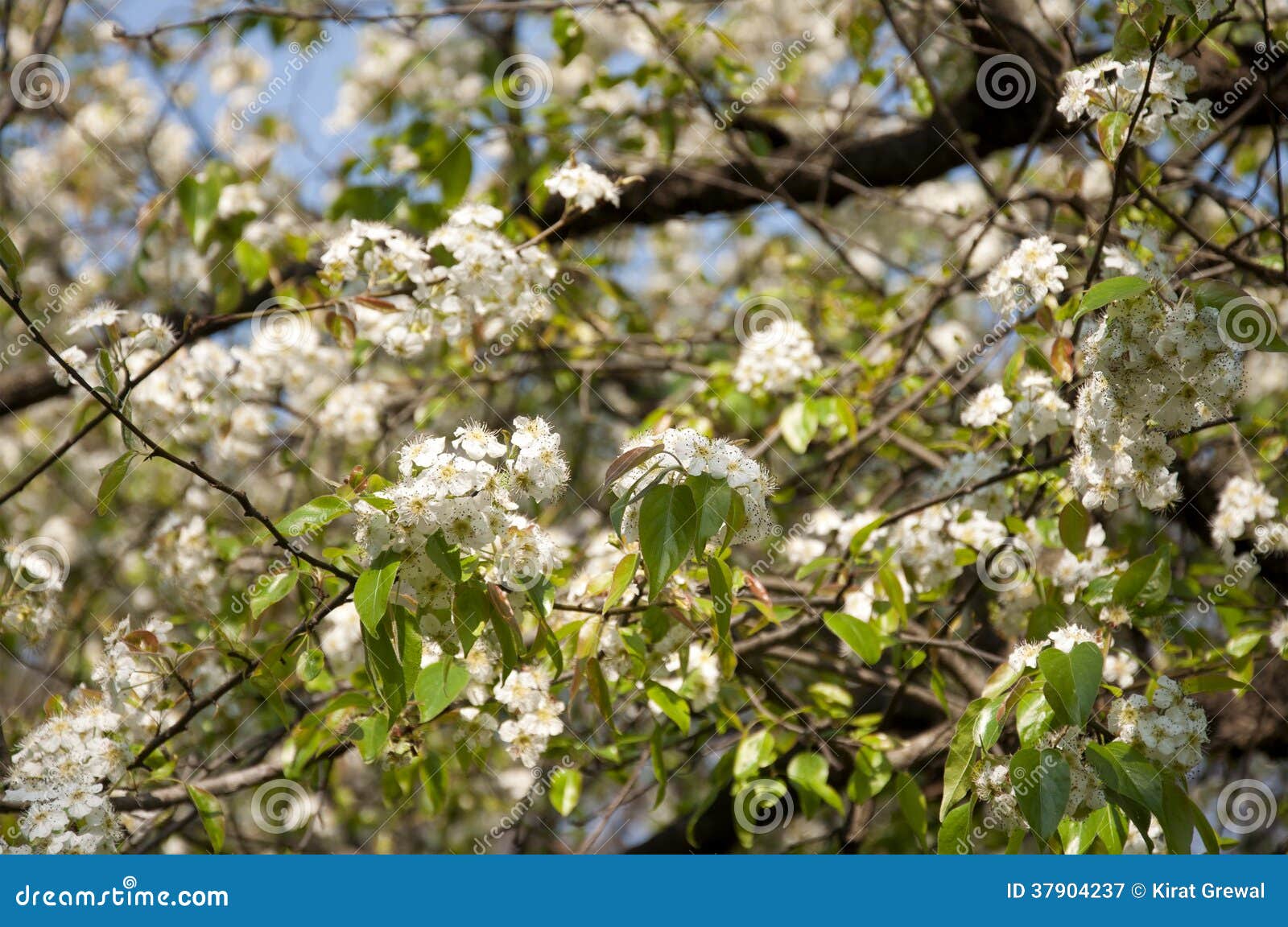 7 Wild Himalaya Pear Images, Stock Photos, 3D objects, & Vectors