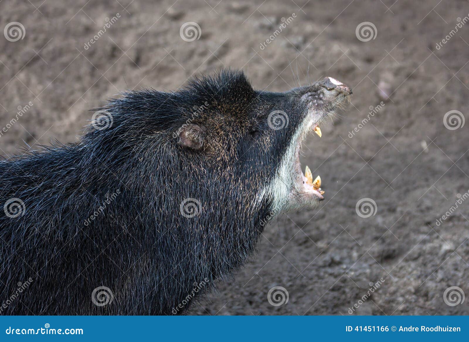 SCREAMING HOG / demo 割引を販売 ladonna.co.jp