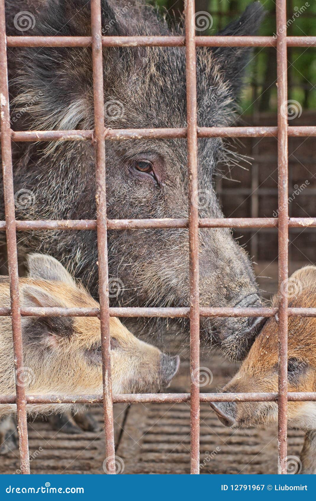 Wild hog in cage stock image. Image of piglets, young 12791967