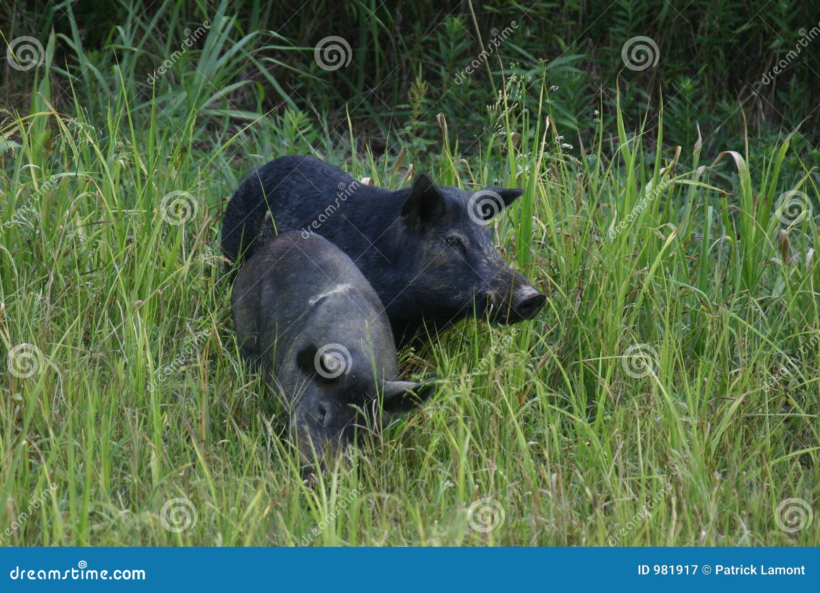 wild hogs