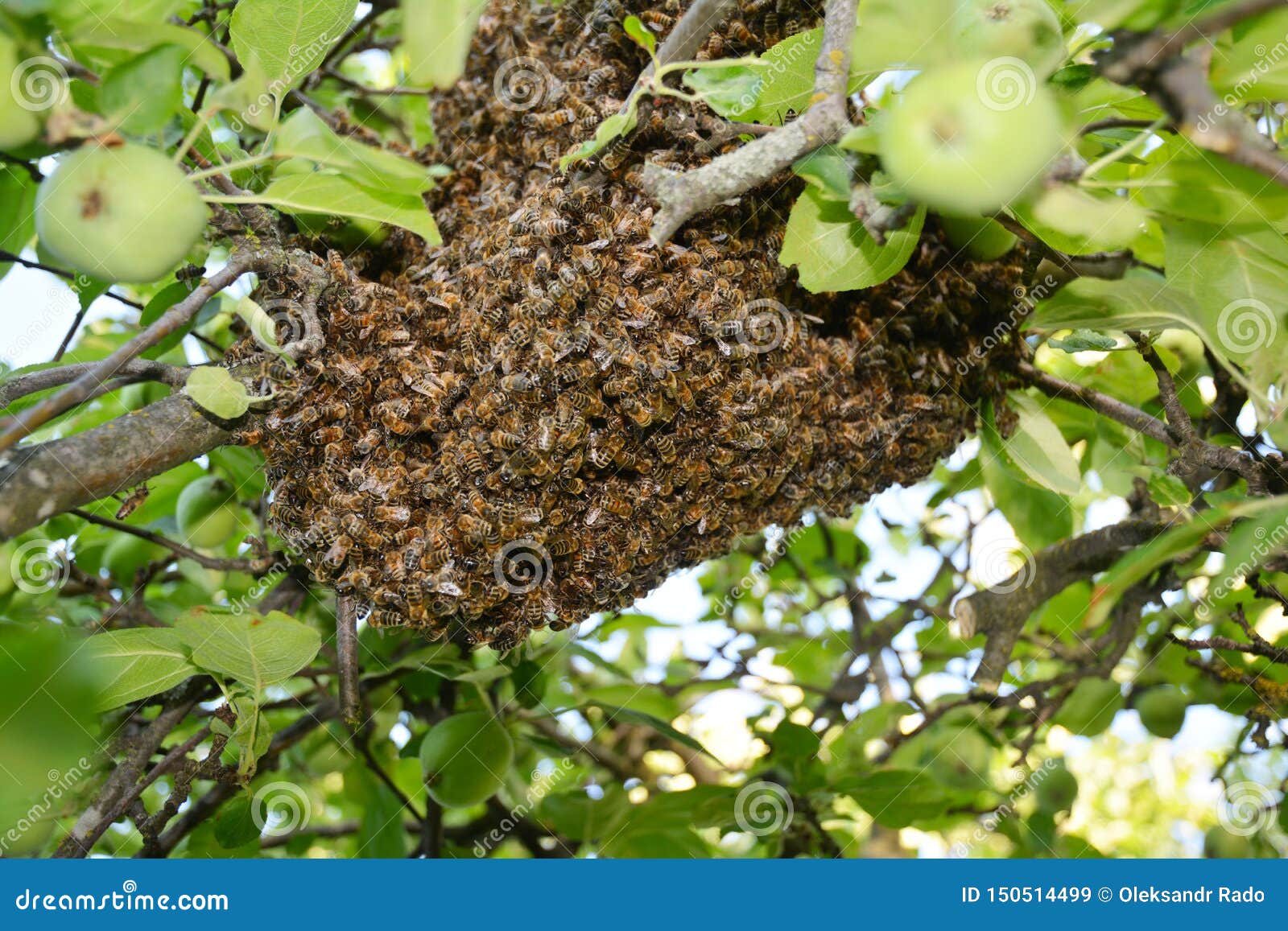 Wild Honey Bees Swarm on the Tree Stock Image - Image of trap, background: 150514499