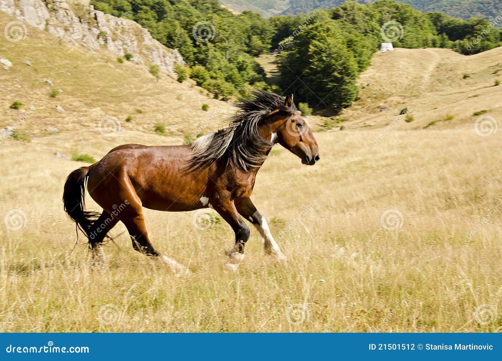 Wild horse stock photo. Image of animals, livestock, field 21501512