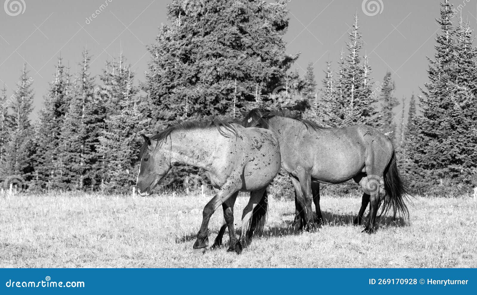 wild horse band stallions vying for position on pryor mountain in montana usa - black and white