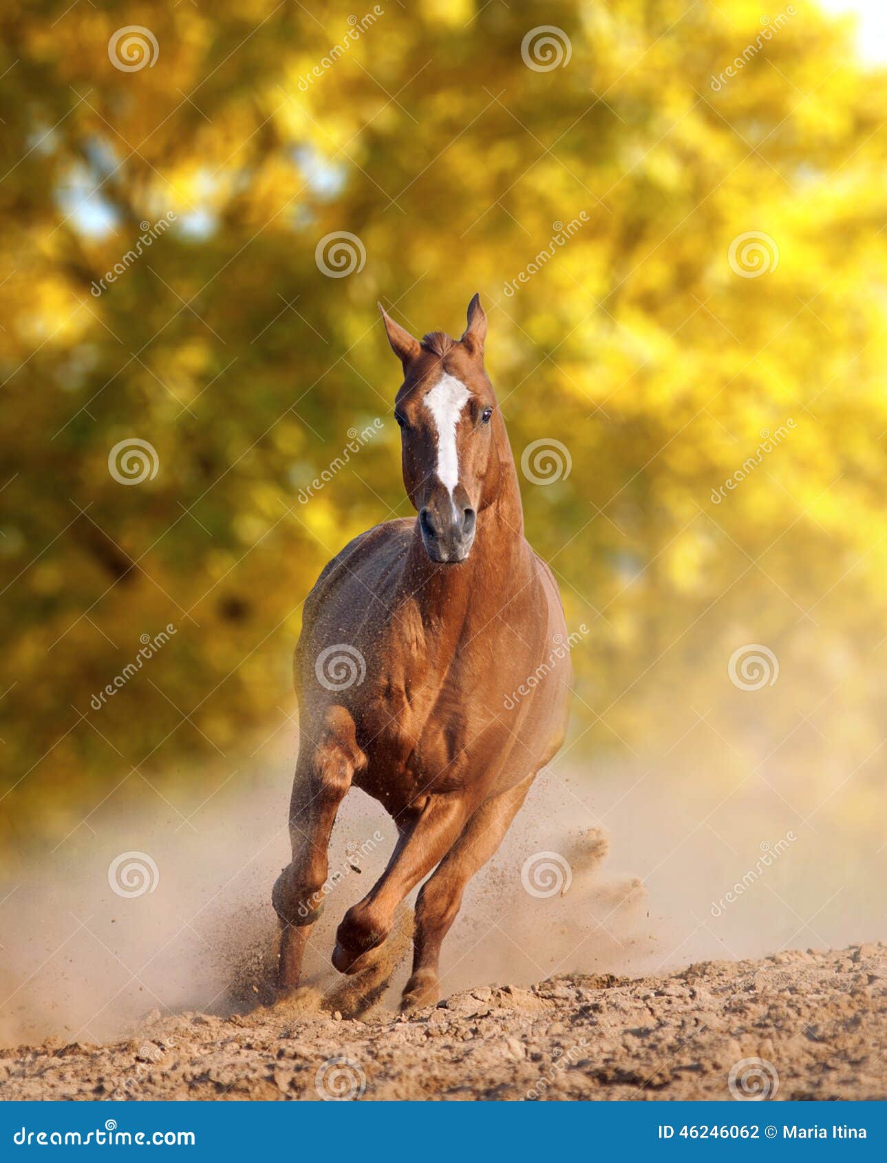 Wild horse in dust stock photo. Image of dust, motion 46246062