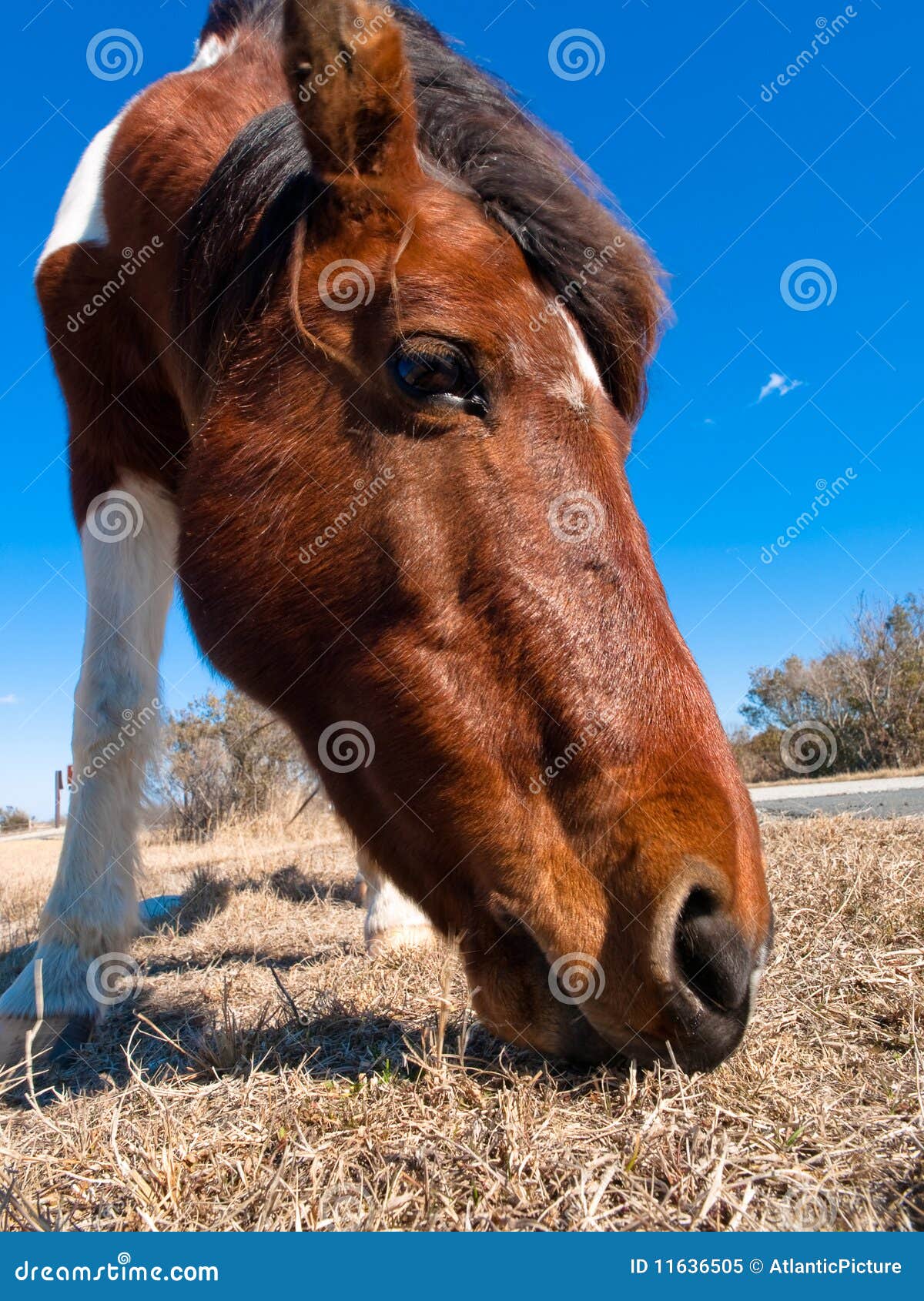 Wild horse eating stock image. Image of head, bray, closeup 11636505
