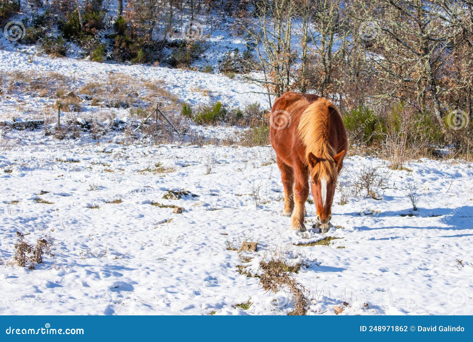 Wild Horse Eating on the Snowy Hillside Stock Photo Image of grove