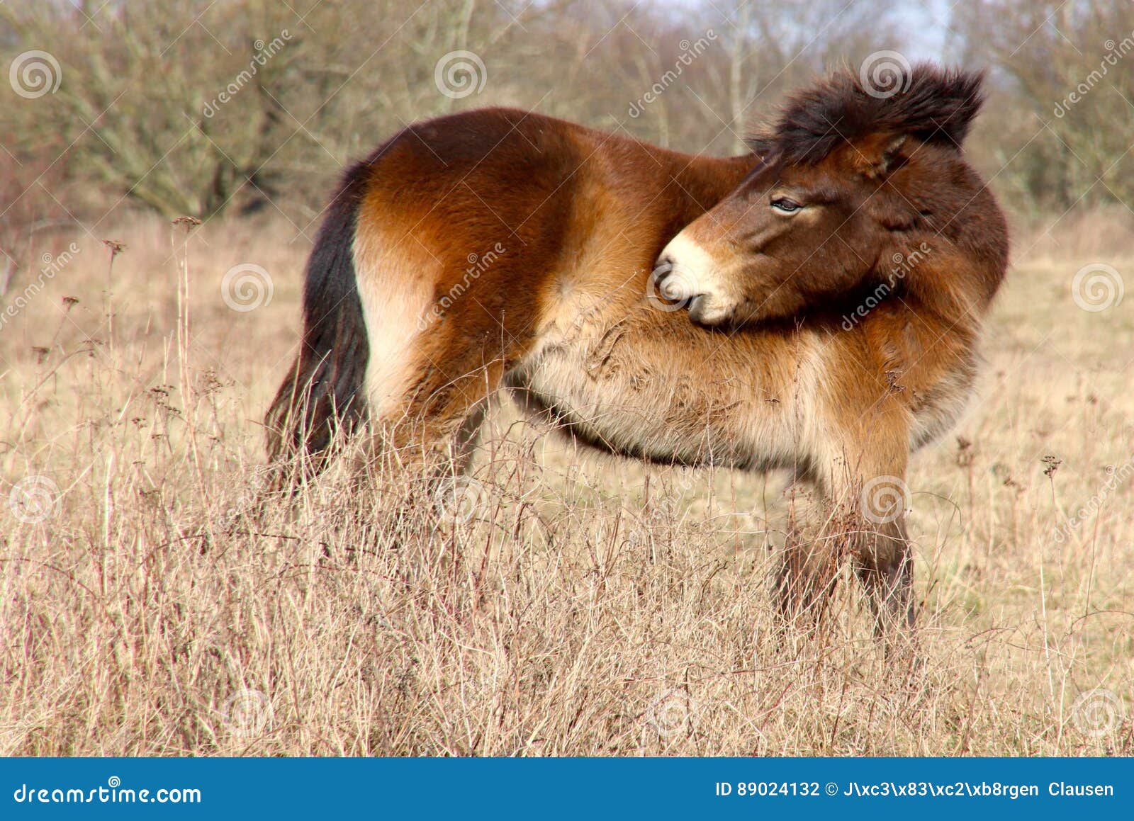 Wild Horse has itching stock photo. Image of weather 89024132
