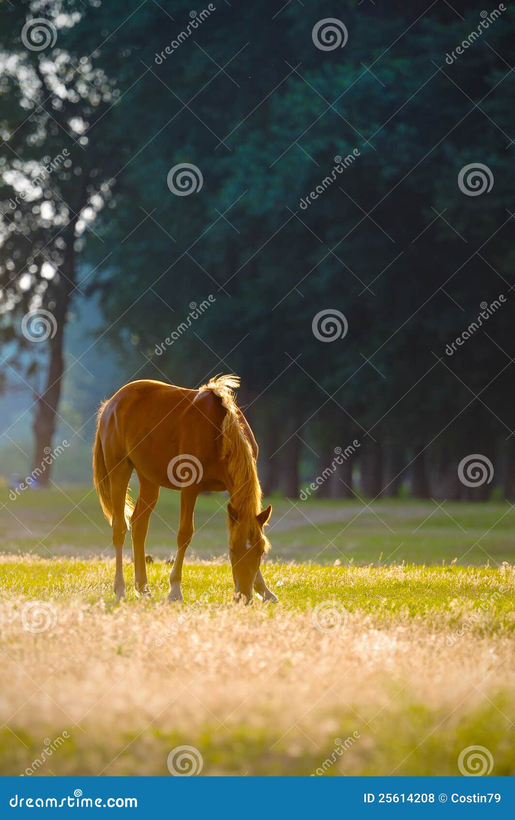 A wild horse head profile stock photo. Image of animals 25614208