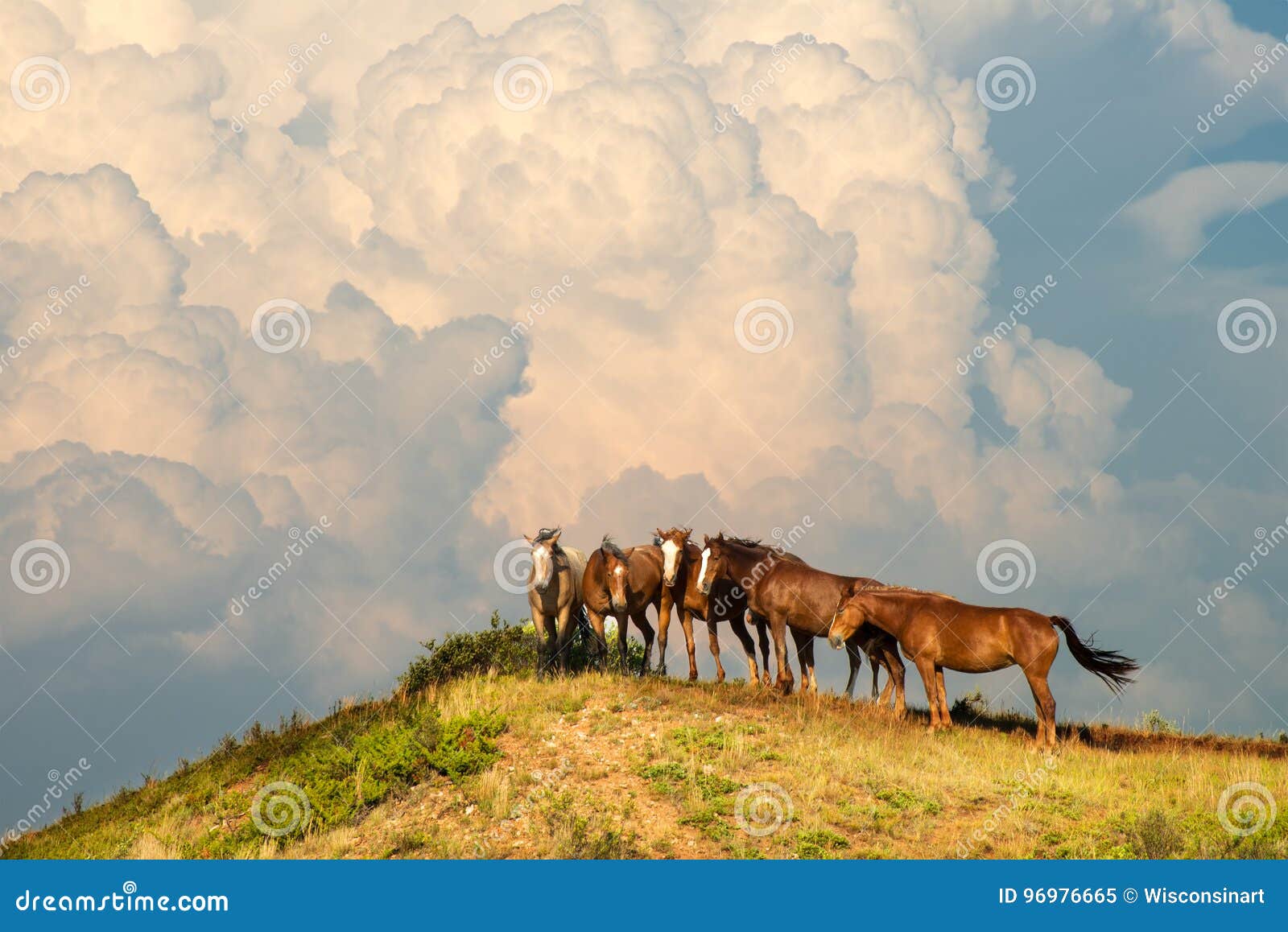 wild horse herd, horses, storm cloud