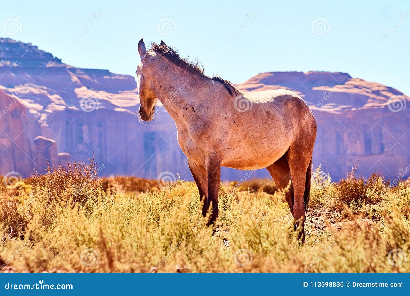Mustang in Monument Valley stock photo. Image of blue - 113398836 Mustang in Monument Valley stock photo. Image of blue - 113398836