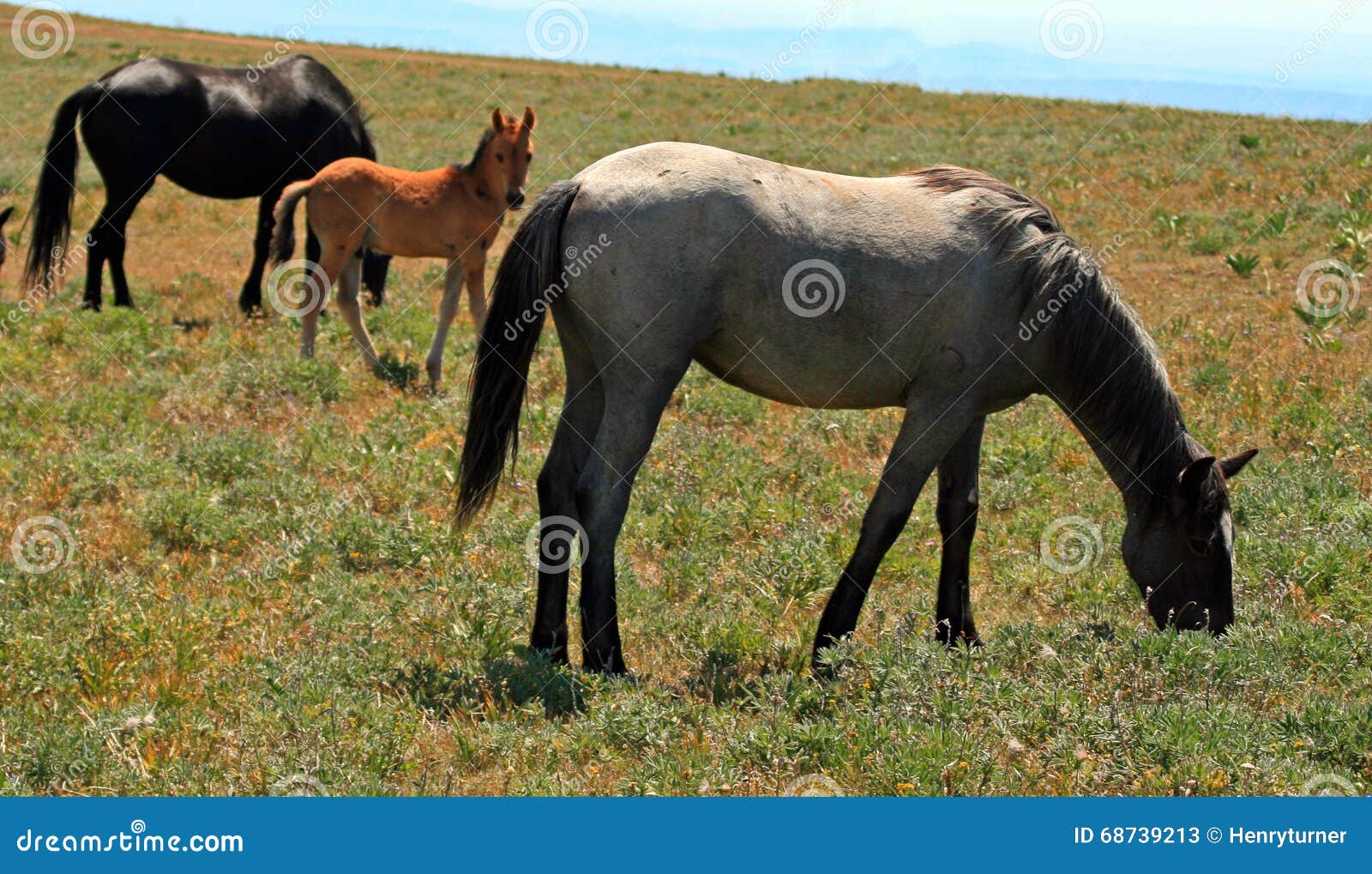 Wild Horse Mustang Herd in the Pryor Mountains in Montana Stock Image ...