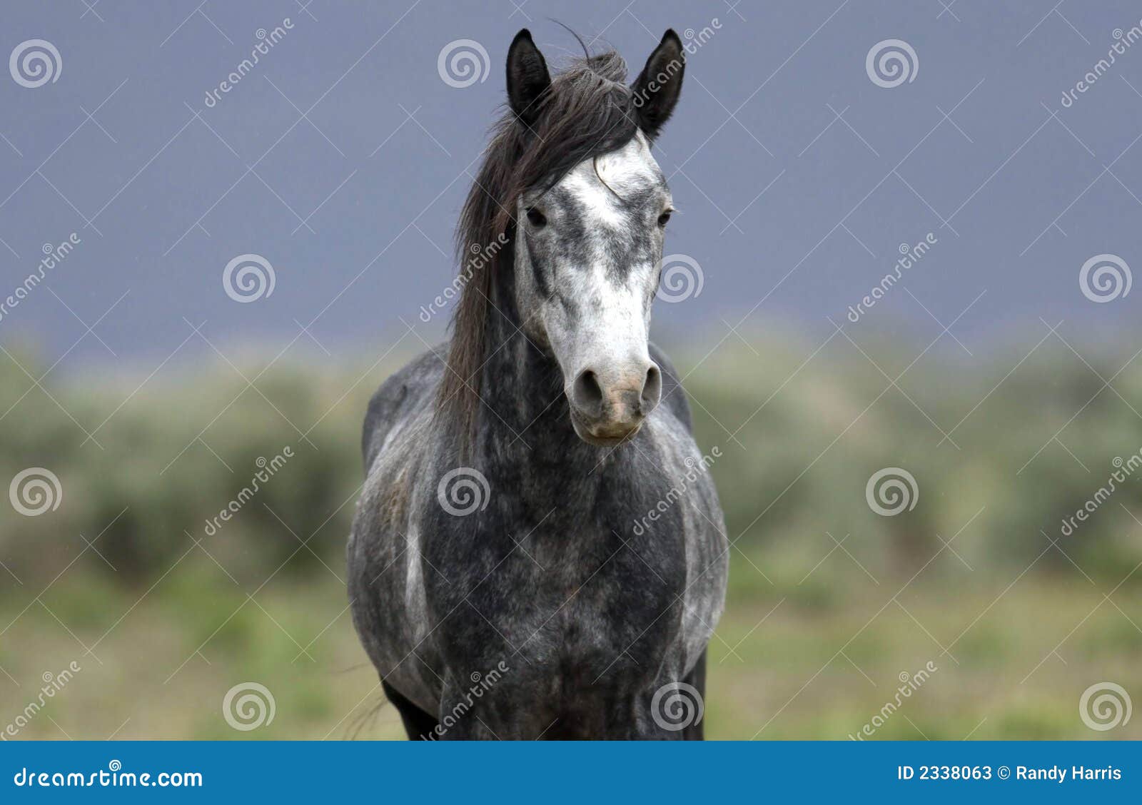 Wild horse standing alone stock image. Image of mustang 2338063