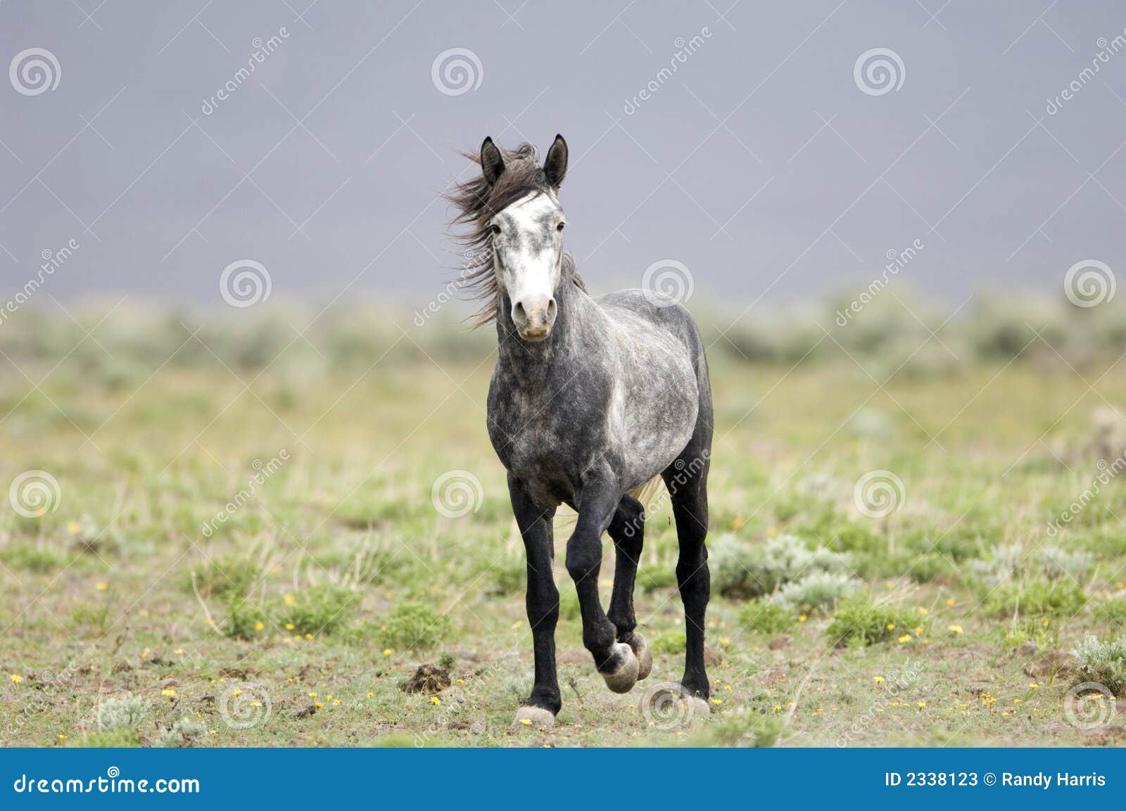 Wild horse standing alone stock image. Image of colt, desert 2338123
