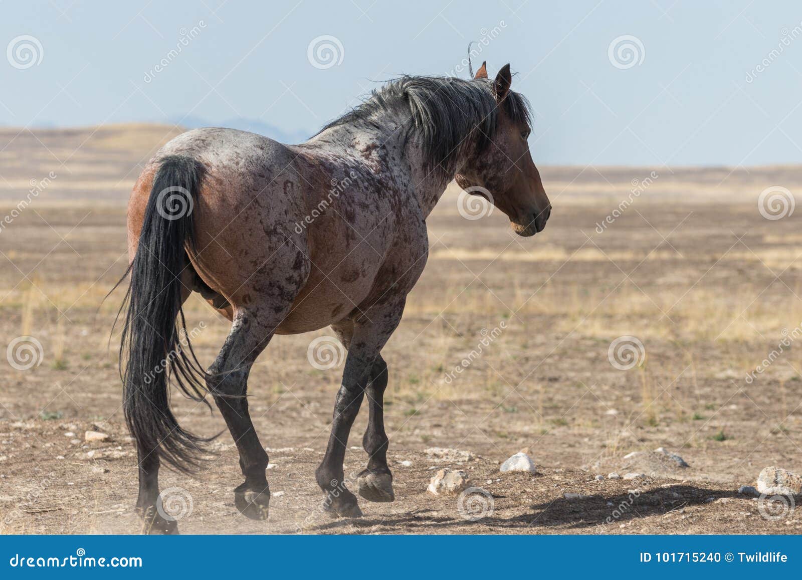 Horse Walking Away Stock Images Download 136 Royalty Free Photos