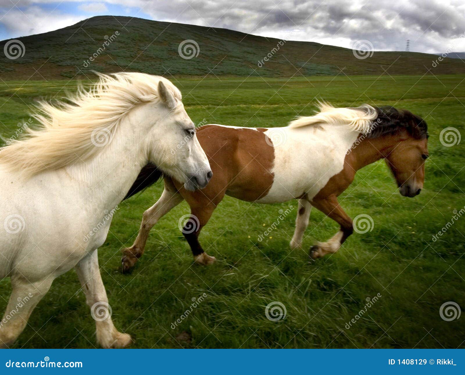 wild horses