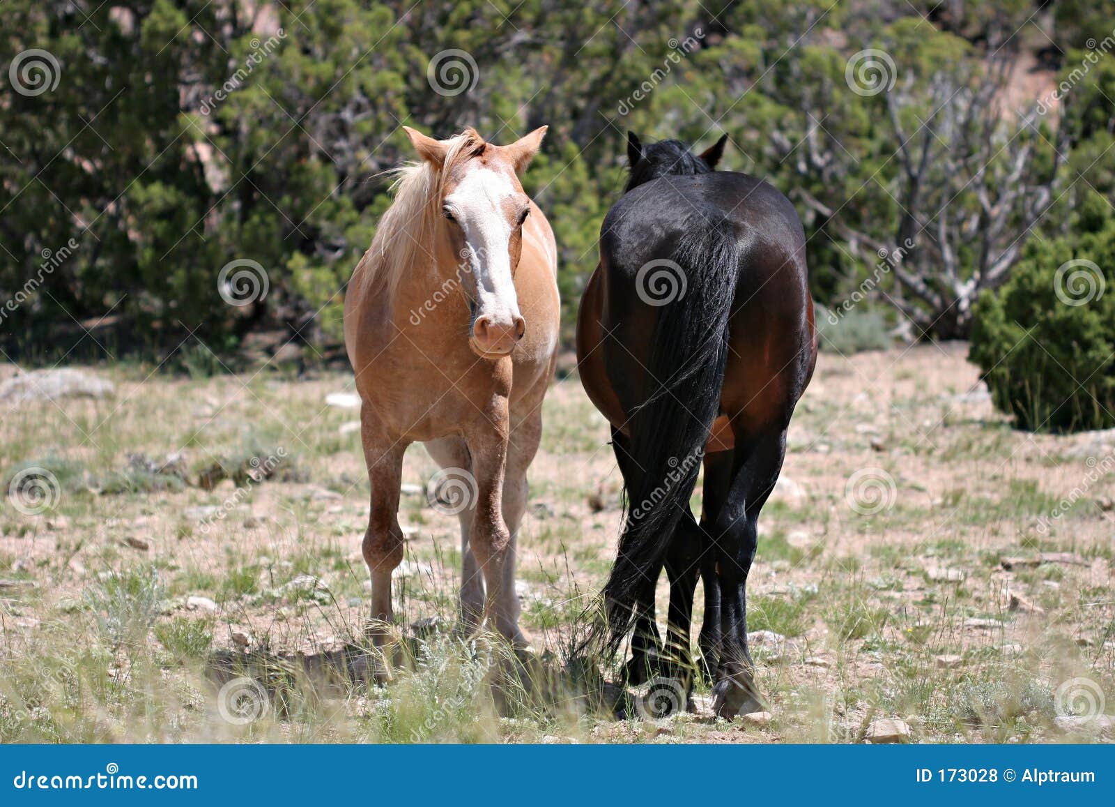 wild horses
