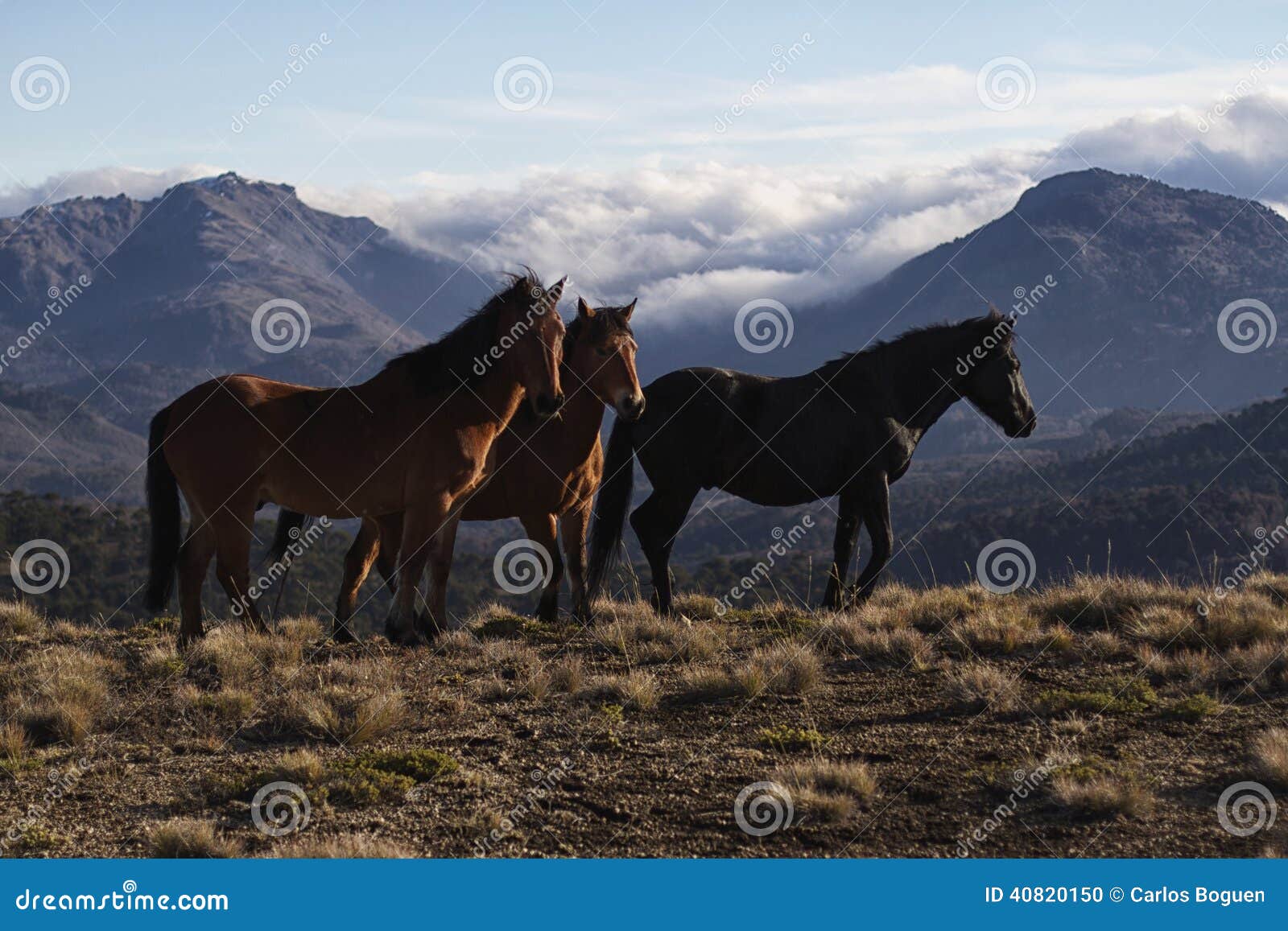Wild horses stock photo. Image of mountains, chilian 40820150