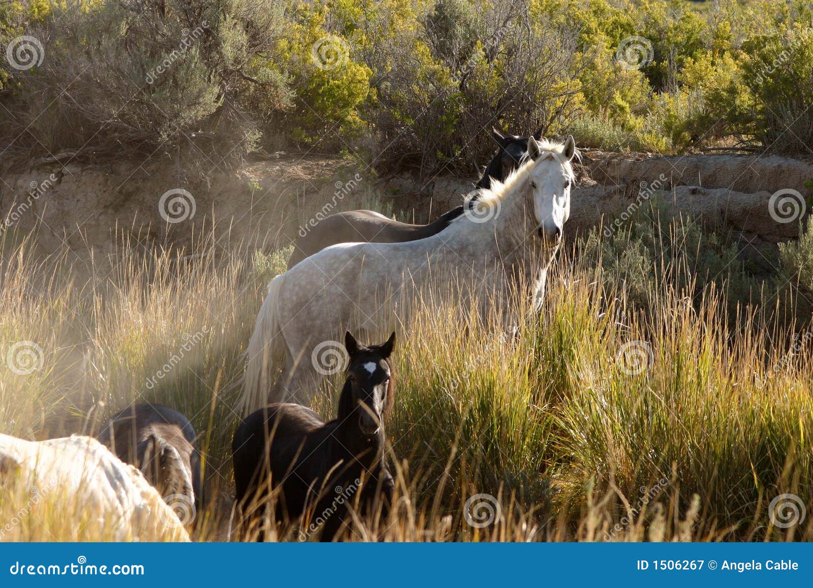 wild horses in arroyo