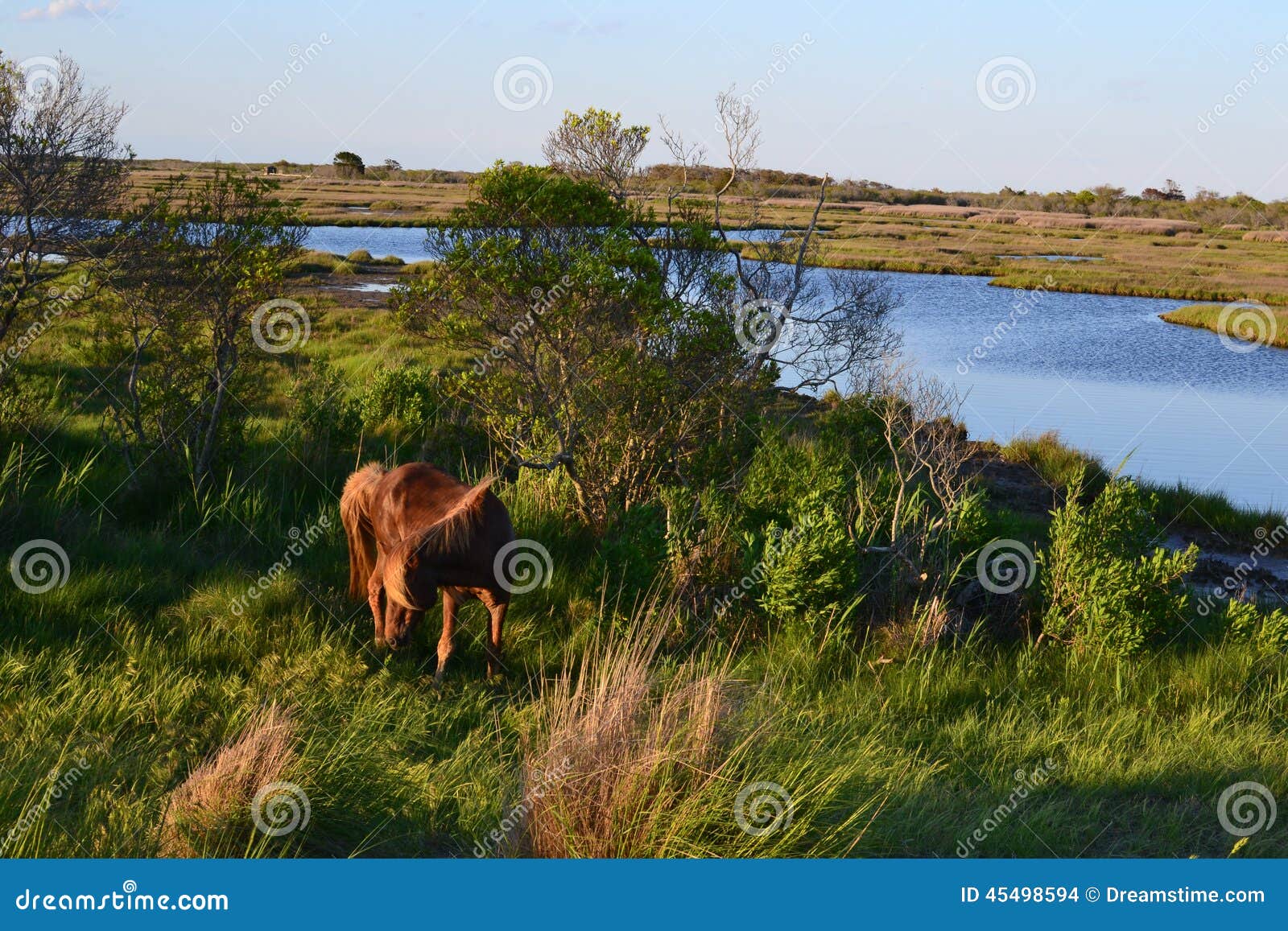 wild horses in assateaque island, maryland