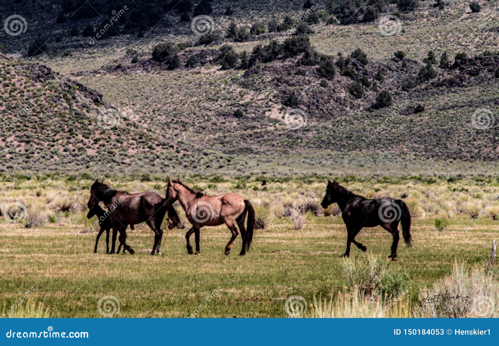 wild horses on blm land near california highway 120