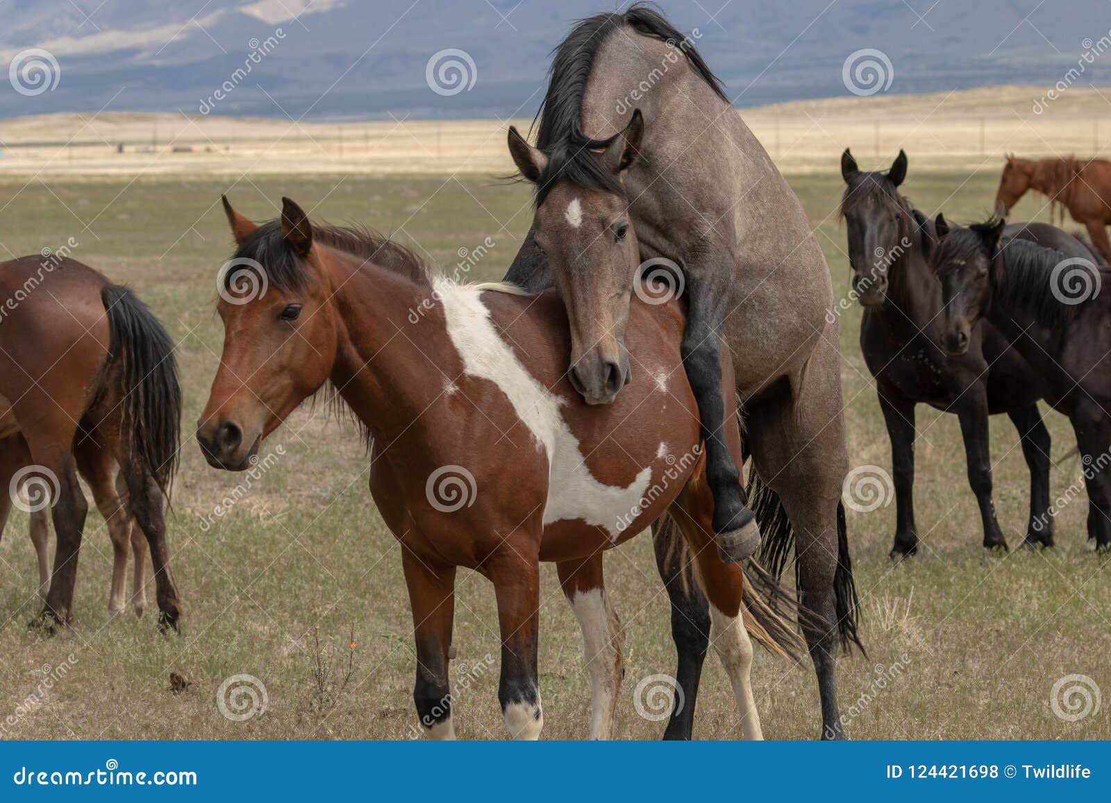 Wild Horses Breeding in the Desert Stock Photo Image of wildlife