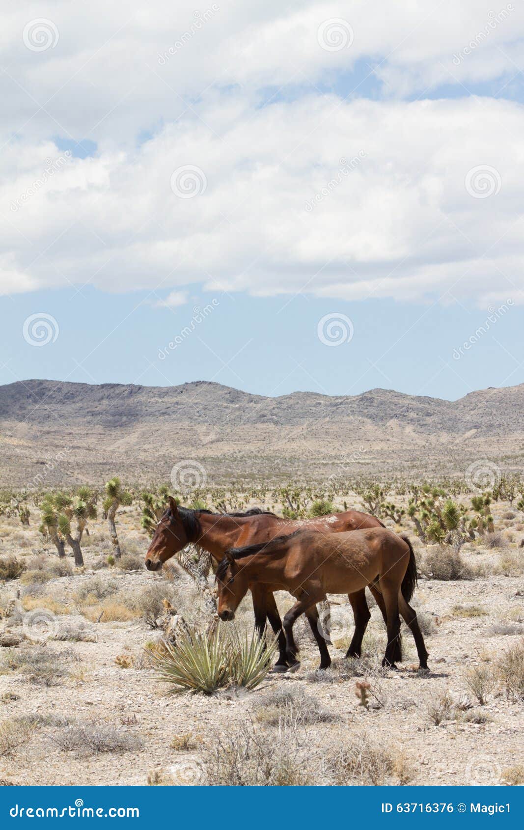 Wild Horses stock photo. Image of desert, nevada, horses 63716376