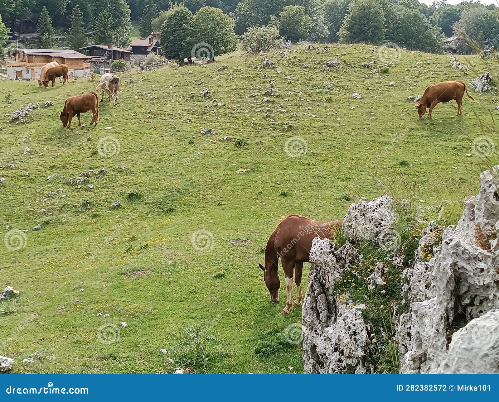 wild horses and cows graze together on the fresh green grass