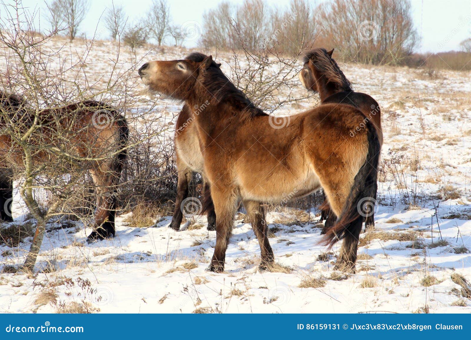 Wild Horses Eating In Snowy Danish Nature Stock Image Image Of Sunlight Horse 86159131