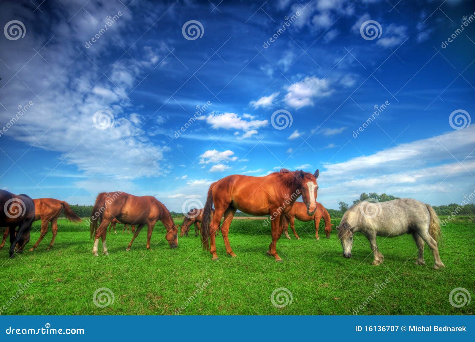 Wild horses on the field stock image. Image of animal 16136707