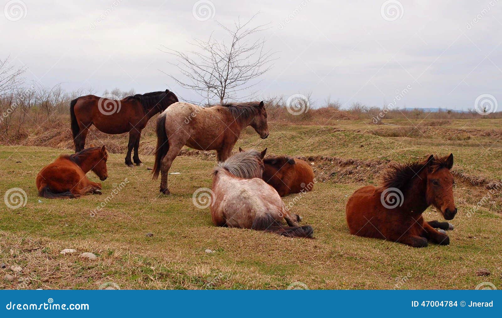 Wild horses in stock photo. Image of herd, tourism 47004784