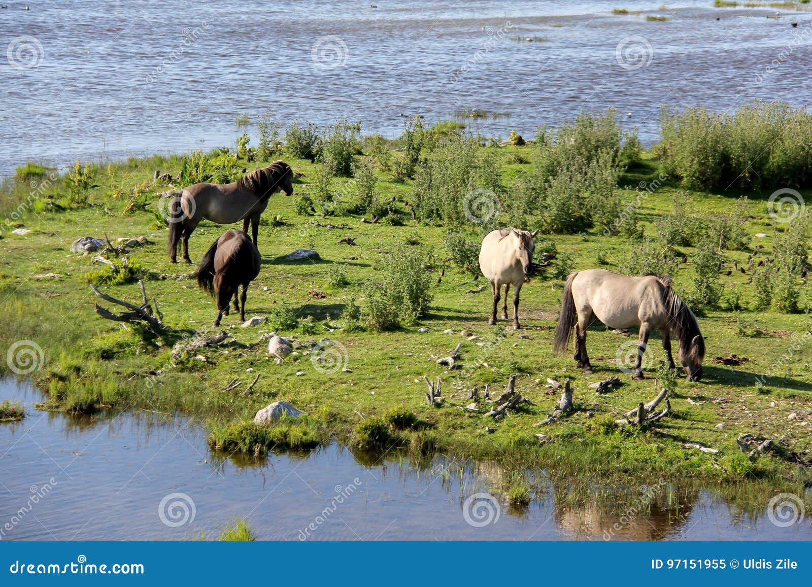 wild horses graze and eat grass in the meadow on lake, latvia