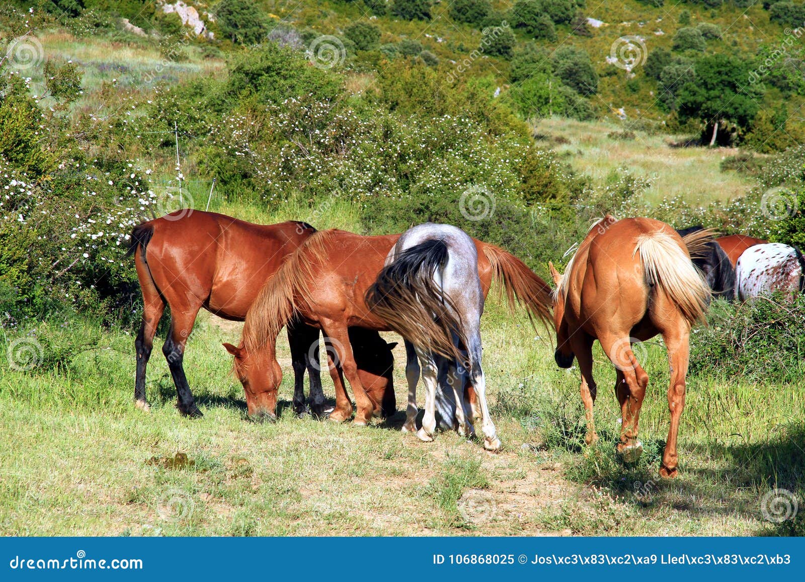 Wild Horses Grazing in the Country Side of Loarre in the North of Spain ...