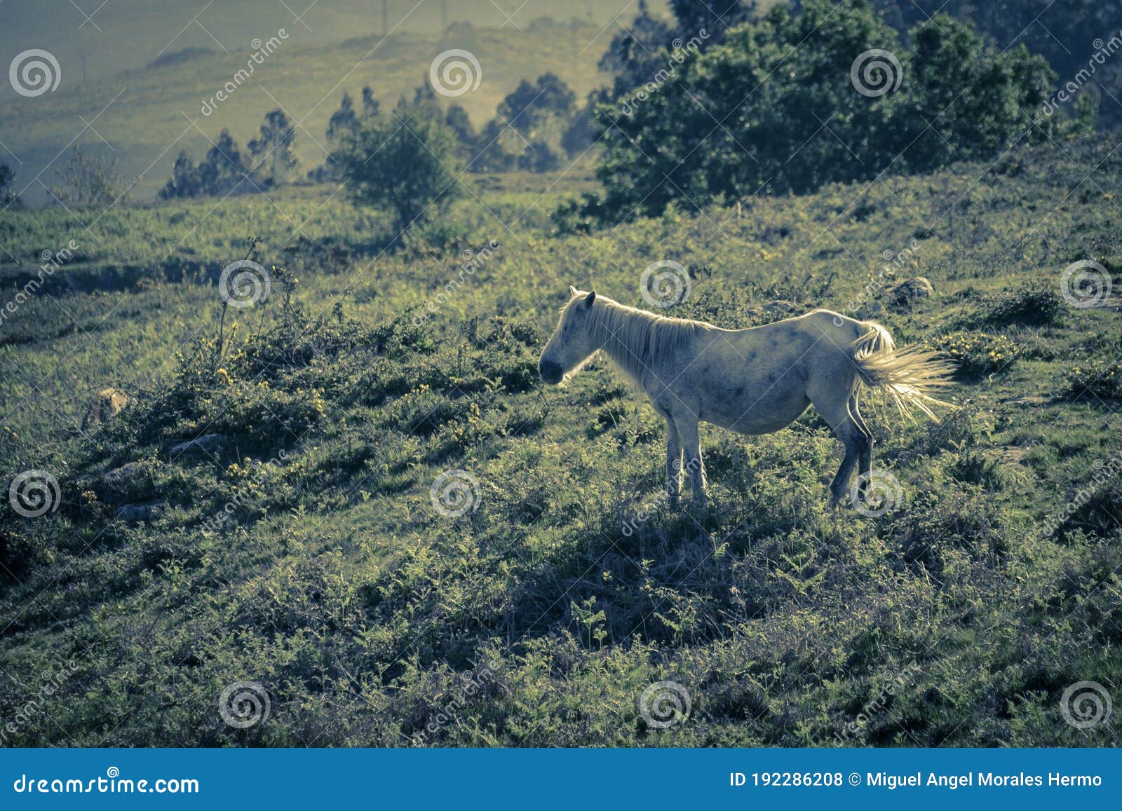 wild horses grazing on a mountain