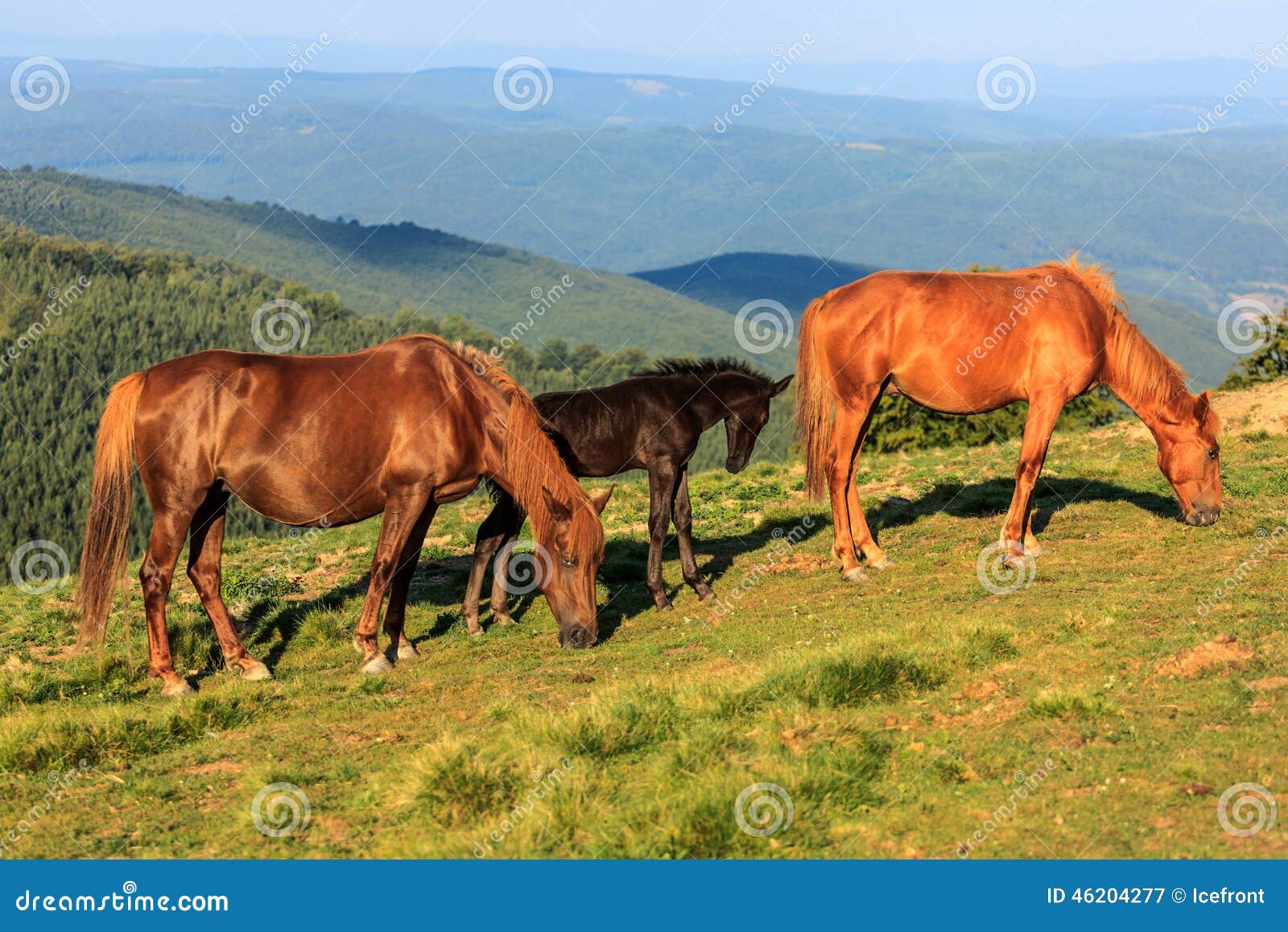Wild horses on the hill stock image. Image of brown, horse 46204277