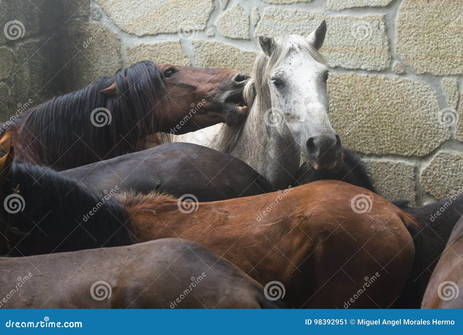 Wild horses stock image. Image of face, bites, animal 98392951