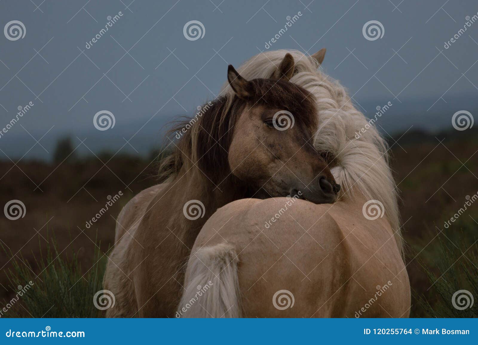 2 wild horses hugging