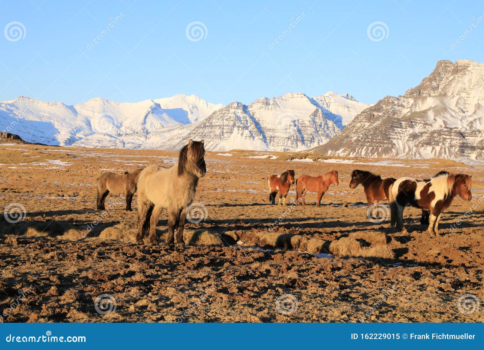 wild horses,iceland horses, iceland