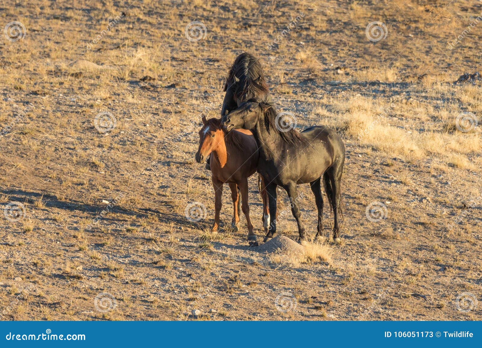 Wild Horses Mating in the Desert Stock Image Image of heritage