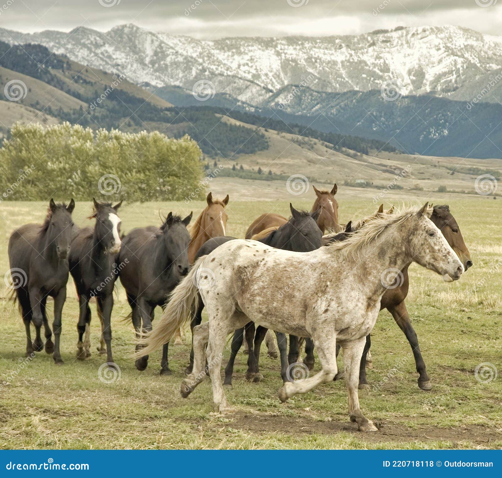 Wild Horses on Montana Range Stock Photo Image of horses, montana