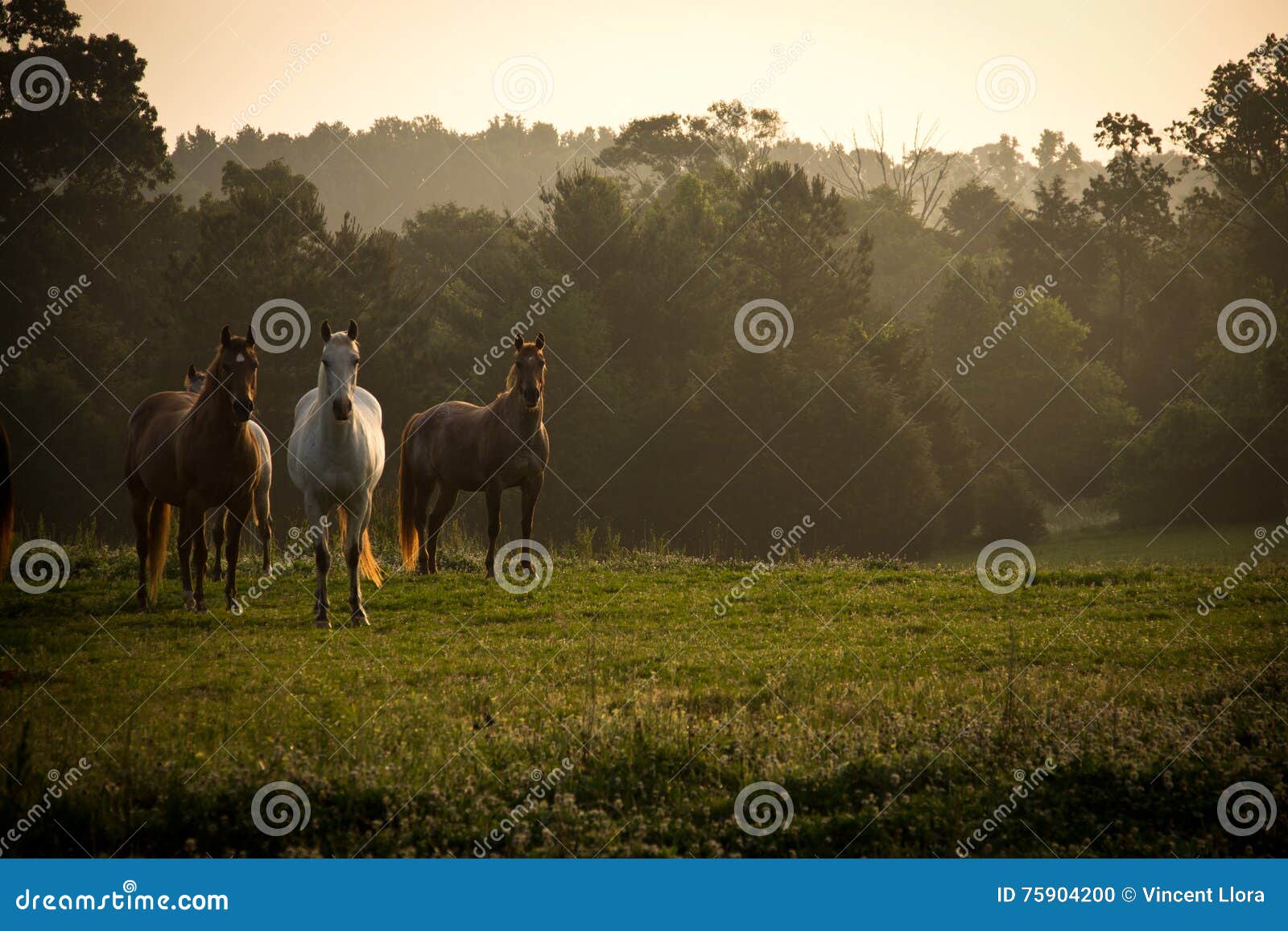 Wild Horses in the Mountains at Sunrise Stock Photo Image of trees