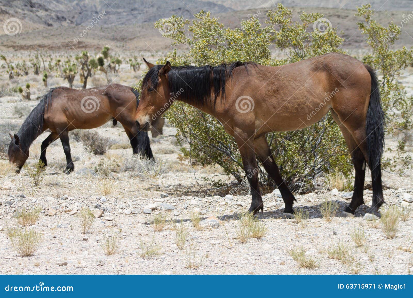 Wild Horses in Nevada stock image. Image of animals, desert 63715971