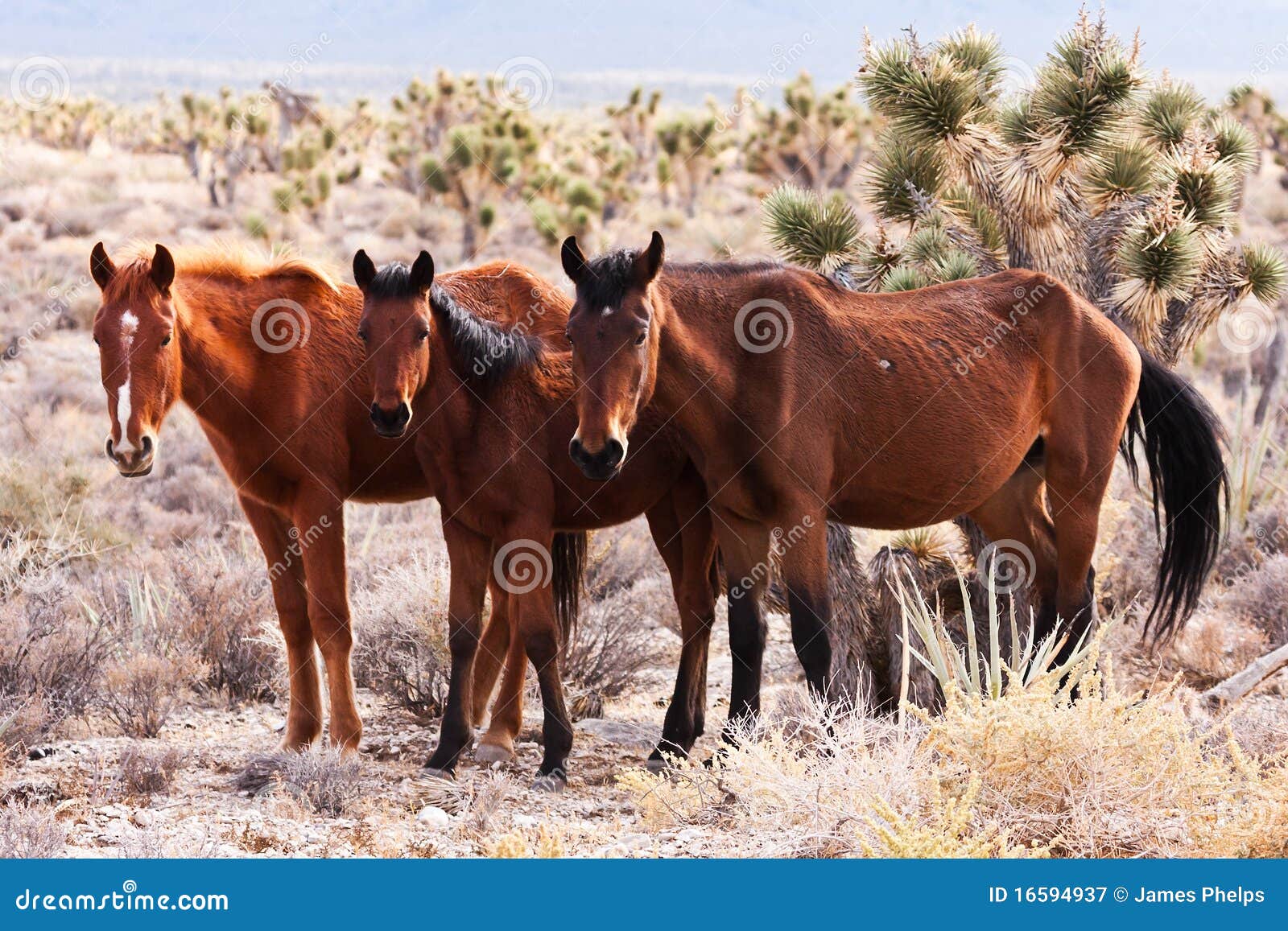 Wild Horses in Nevada Desert Stock Image Image of wild, range 16594937