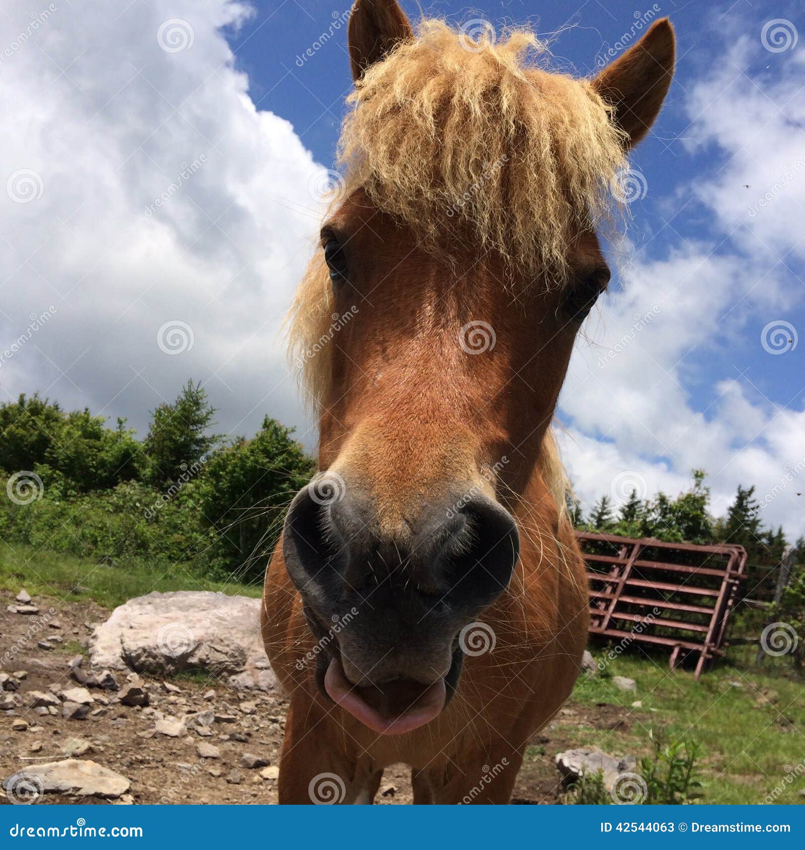 wild horses/pony of the grayson highlands state park virginia