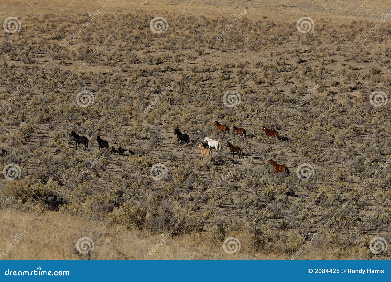 Wild Horses Running through Sagebrush Stock Image Image of mustang