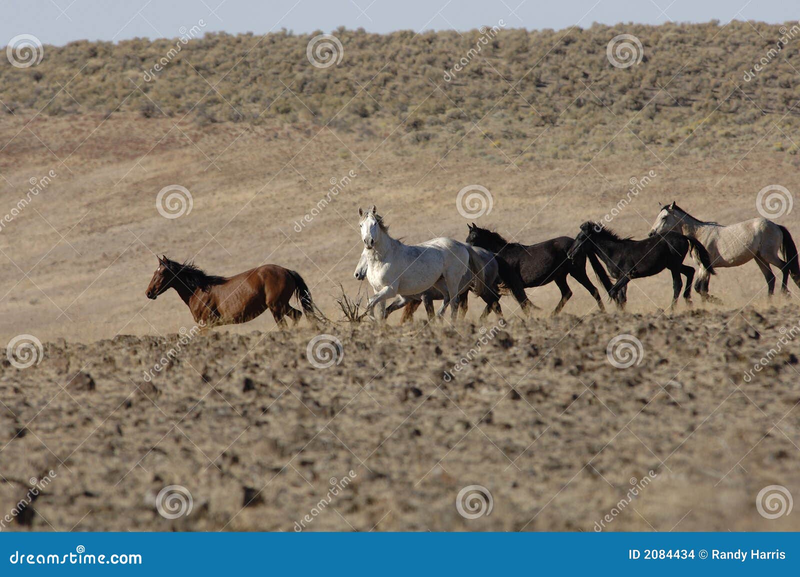 wild horses running through sagebrush