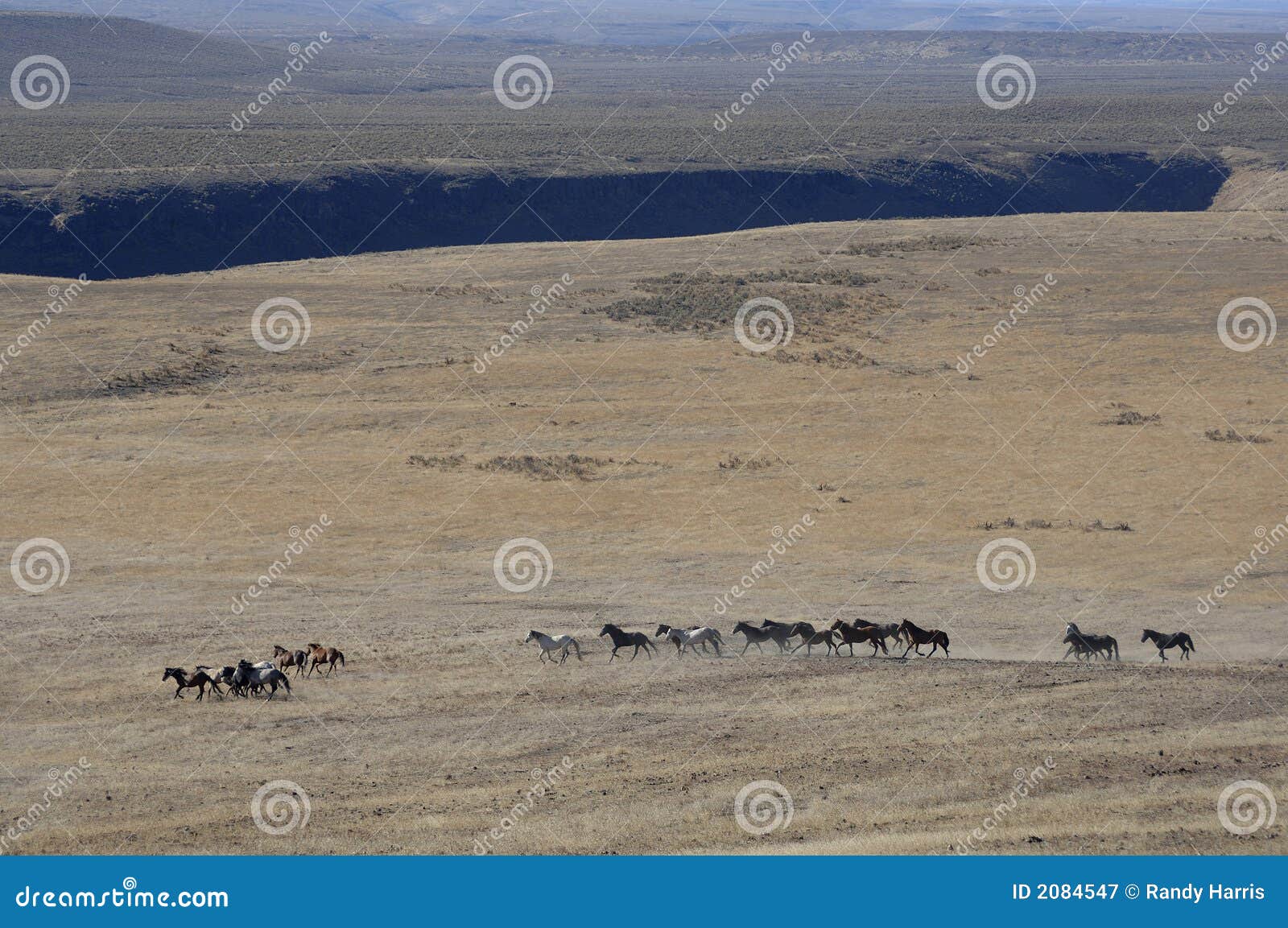 wild horses running through sagebrush