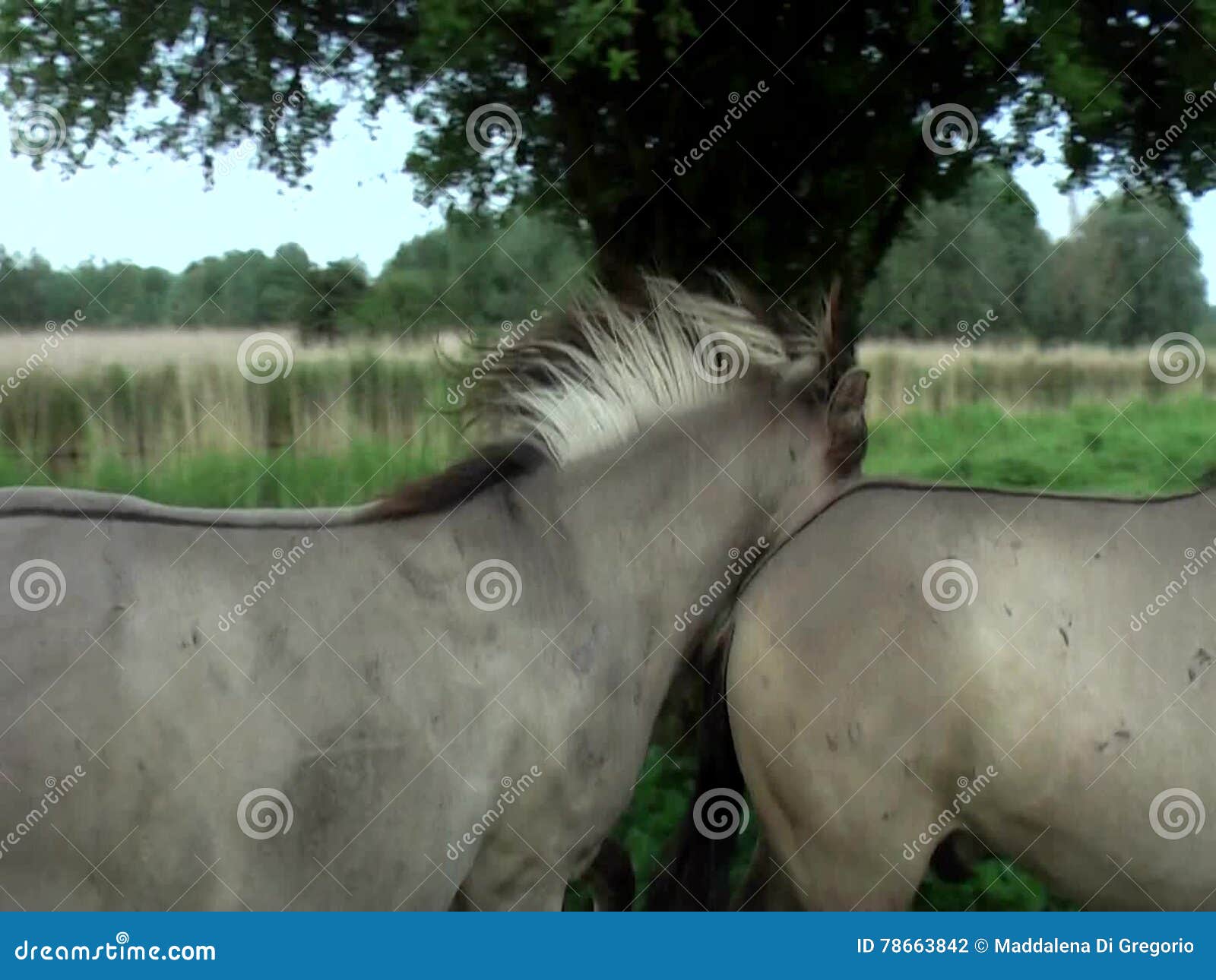 Mating Horse Close Up Wild Horses in Slow Motion stock footage. Video of netherlands - 78663842